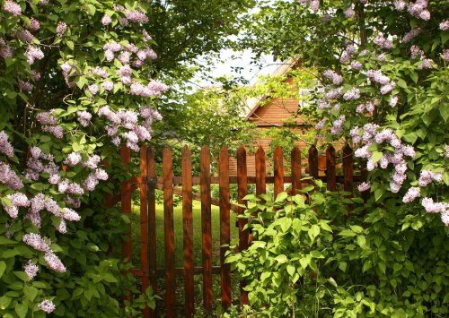 Garden with a Privacy Fence